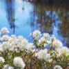 Blooming Labrador Tea