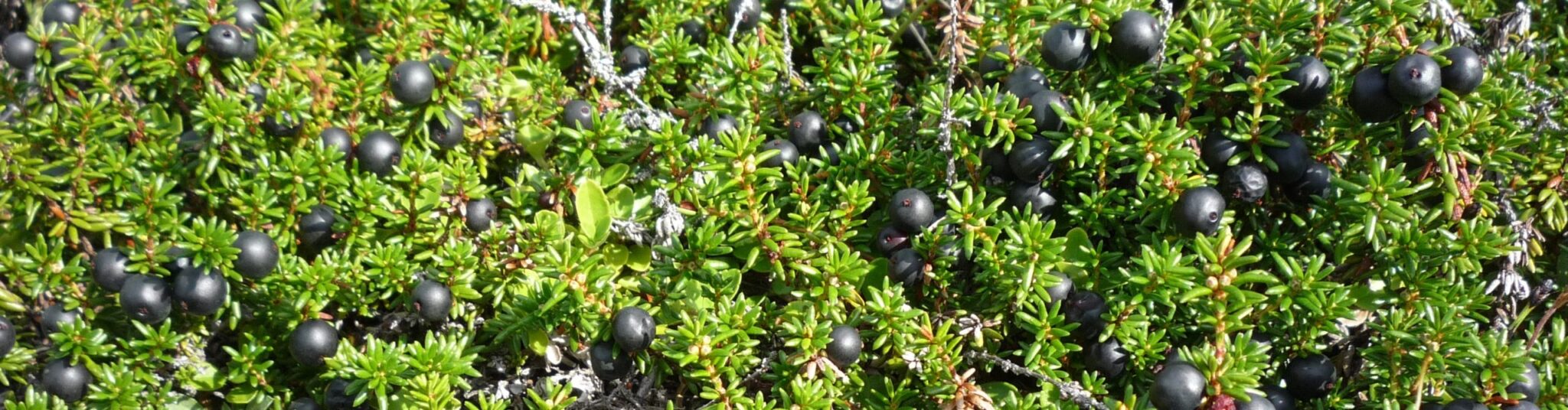 Wild Juniper Berries - Laughing Lichen