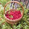basket of wild cranberries
