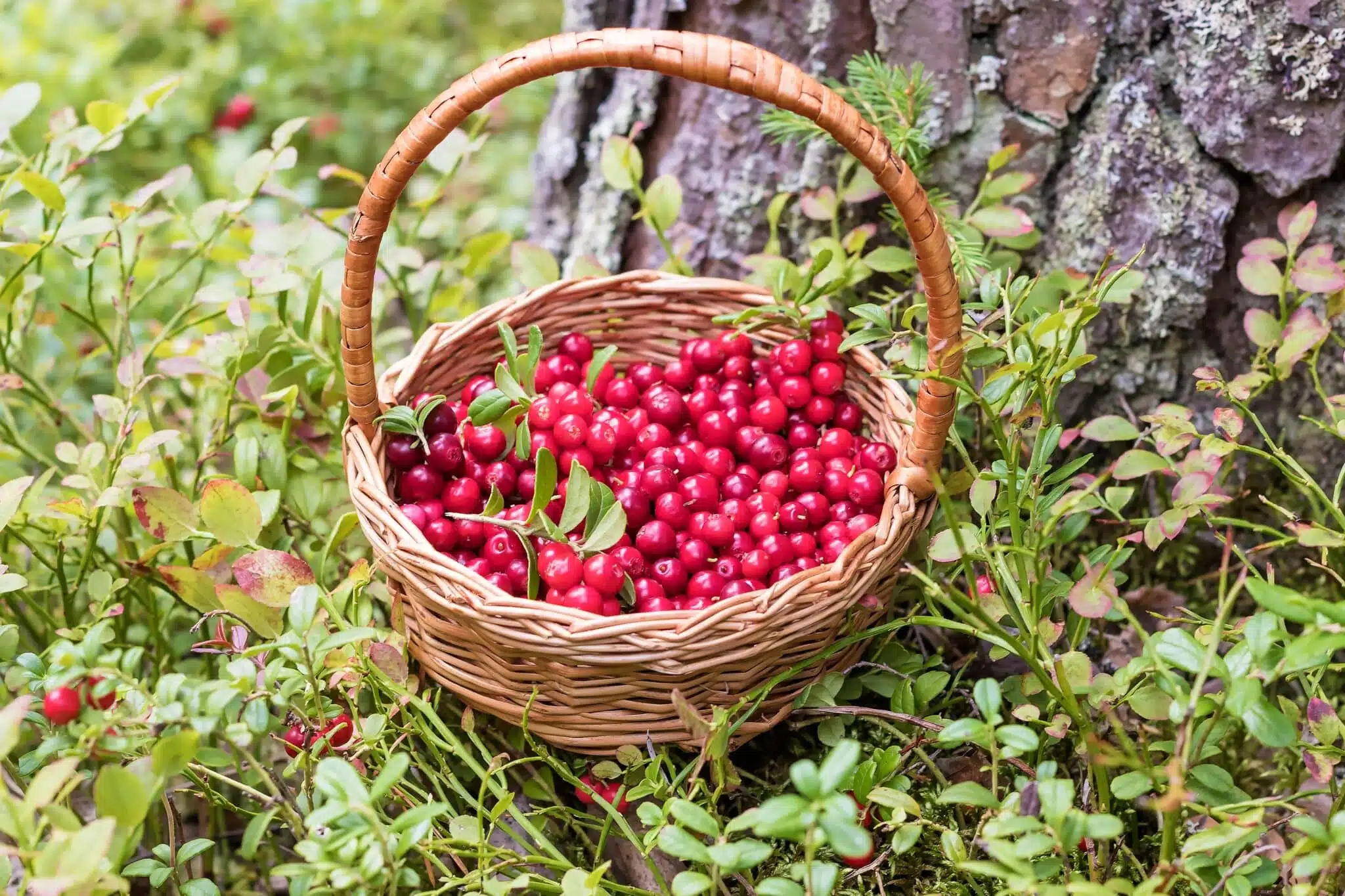 basket of wild cranberries