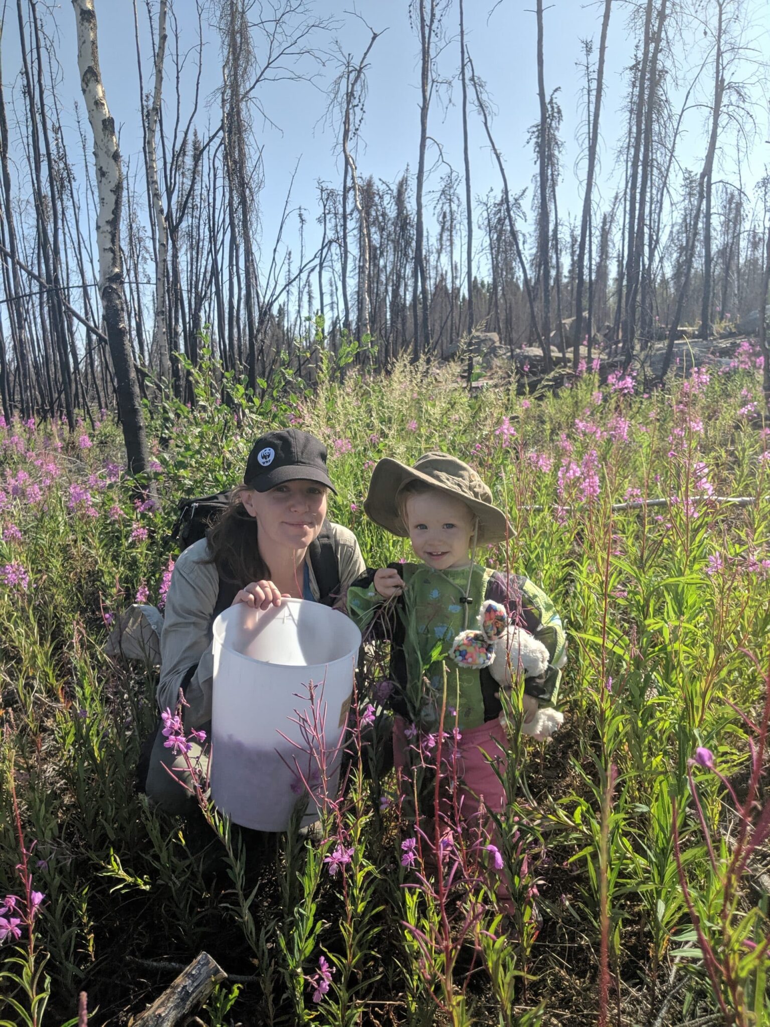 fireweed blossom gathering