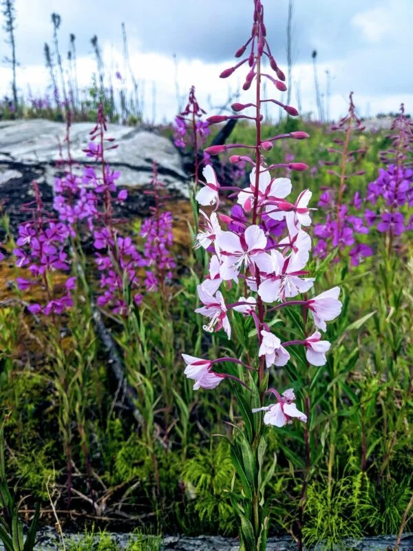 Fireweed + Mint Beeswax Candle - Image 4