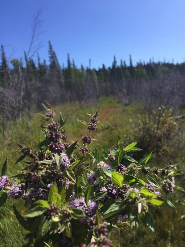 Fireweed + Mint Beeswax Candle - Image 5