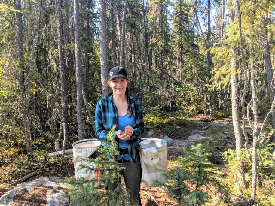 spruce tip harvesting with tree planter bags