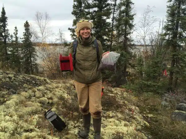 harvesting wild cranberries