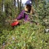picking wild blueberries in northwest territories