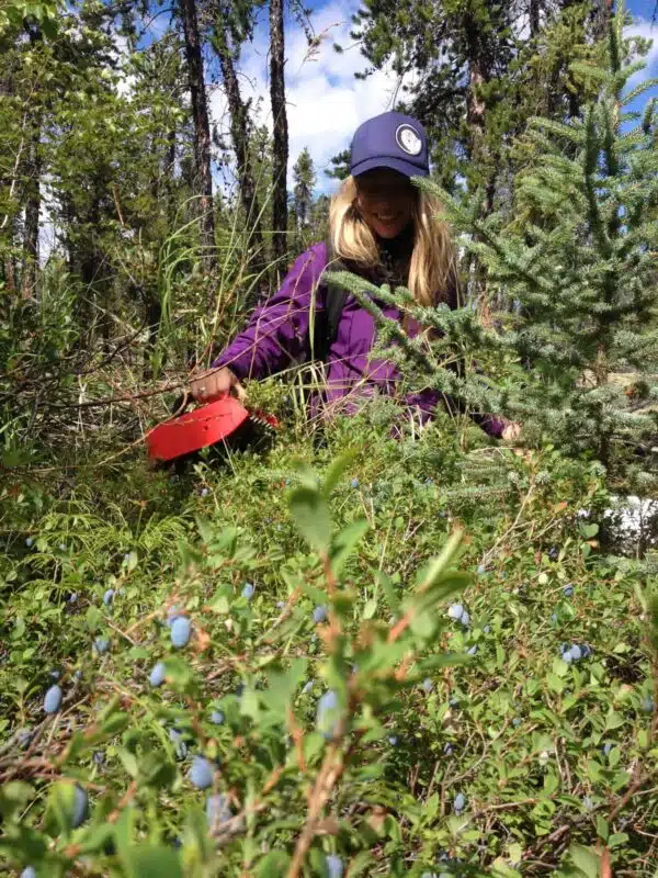 picking wild blueberries in northwest territories