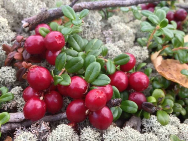 WIld Cranberries on Lichen scaled