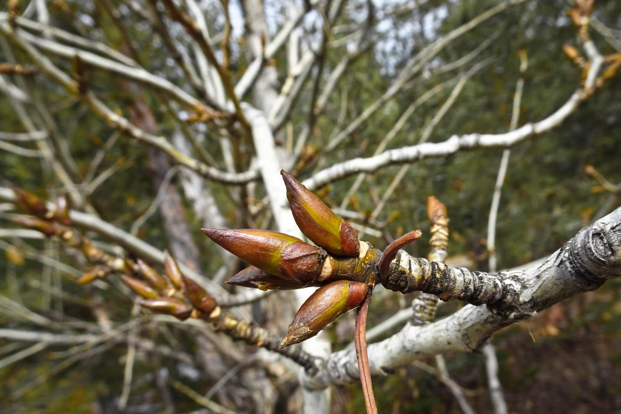 Poplar Buds On Branch
