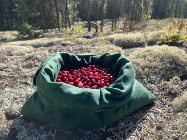 Leather pouch containing wild cranberries