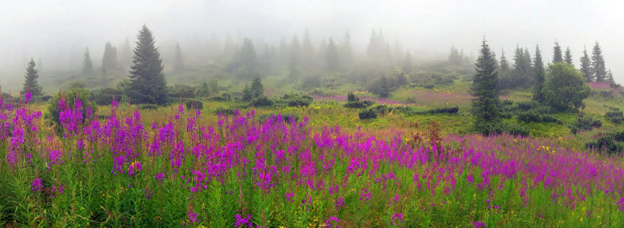 Wild fireweed