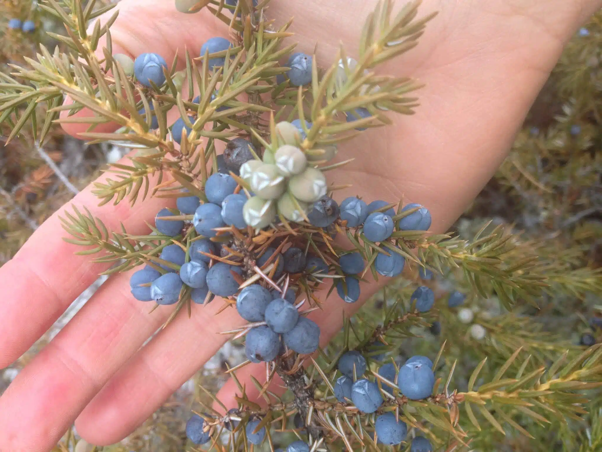 Fir + Juniper + Pine Beeswax Candle - Image 5