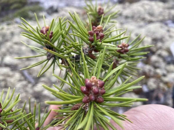 Fir + Juniper + Pine Beeswax Candle - Image 4