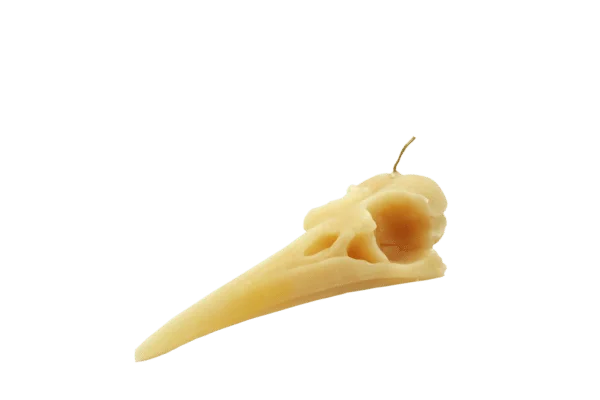 Bird Skull Candle