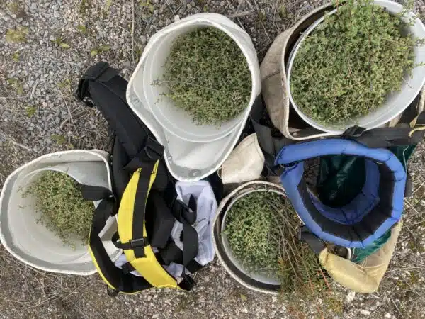 method of harvesting tamarack needles