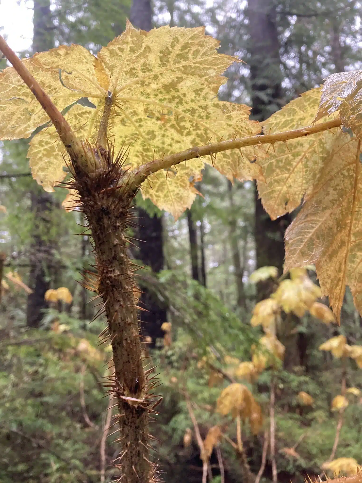 spiny stem of devil's club