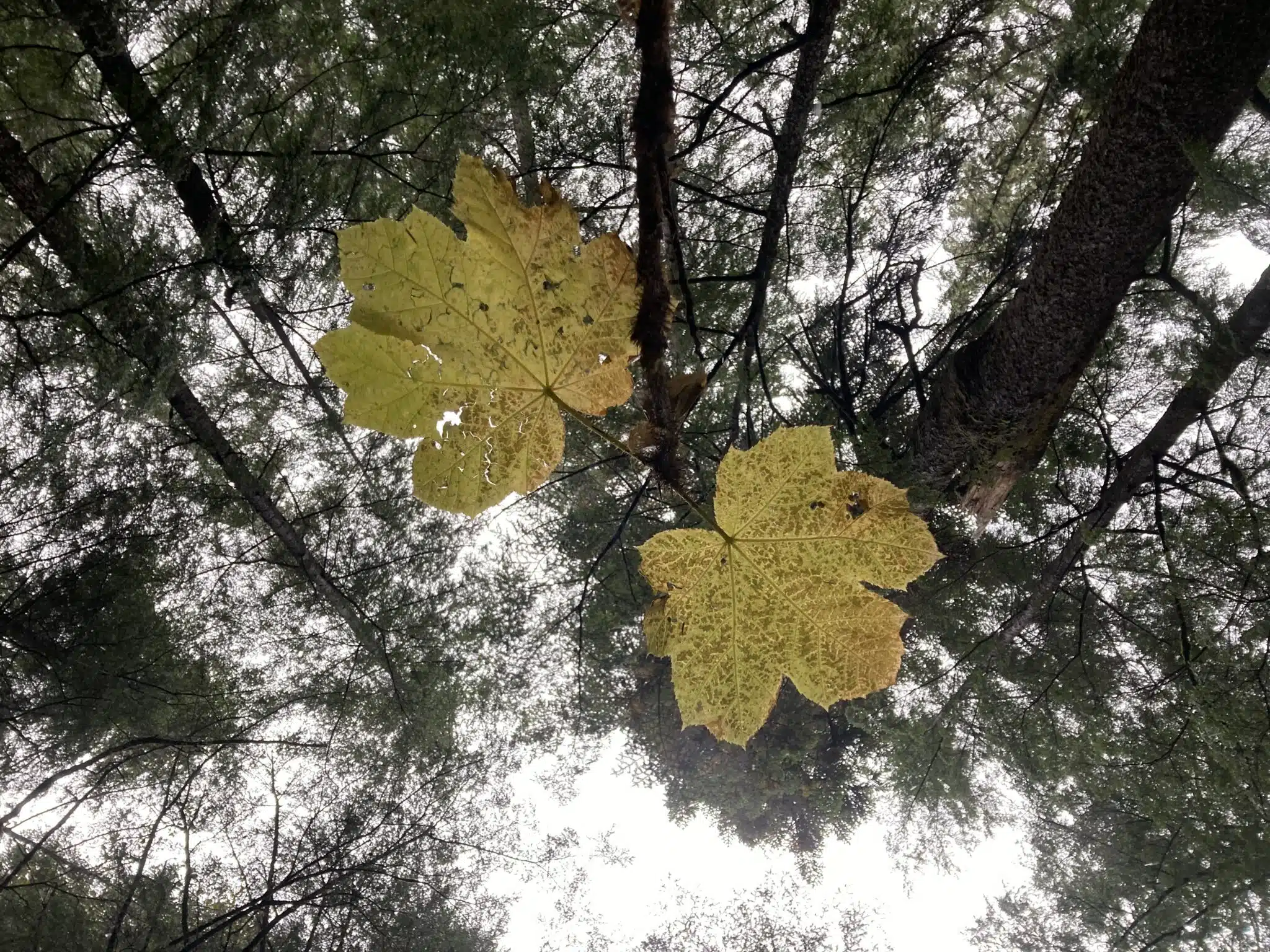 looking up to the sky