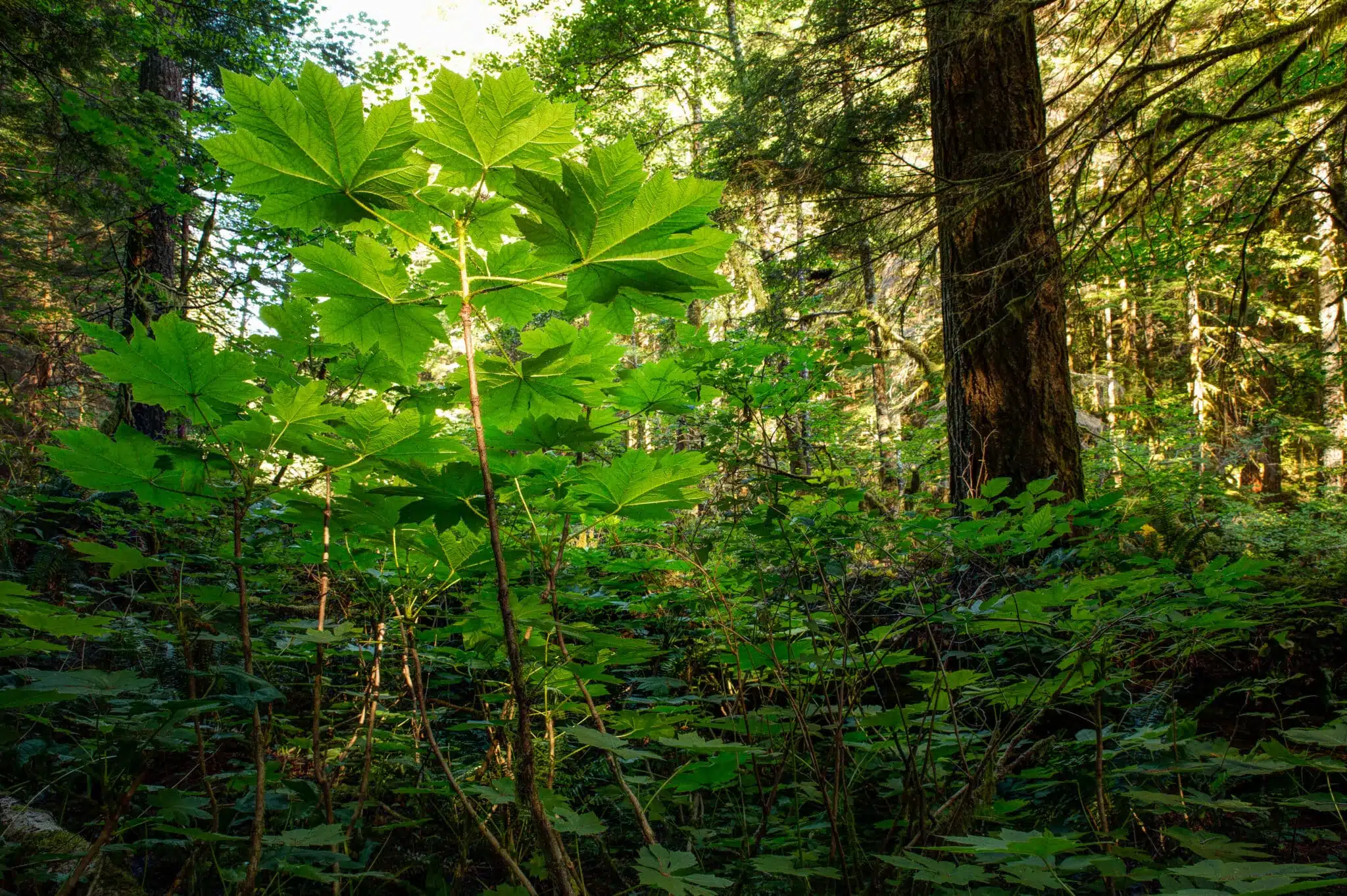 Oplopanax horridus growing in the rainforest