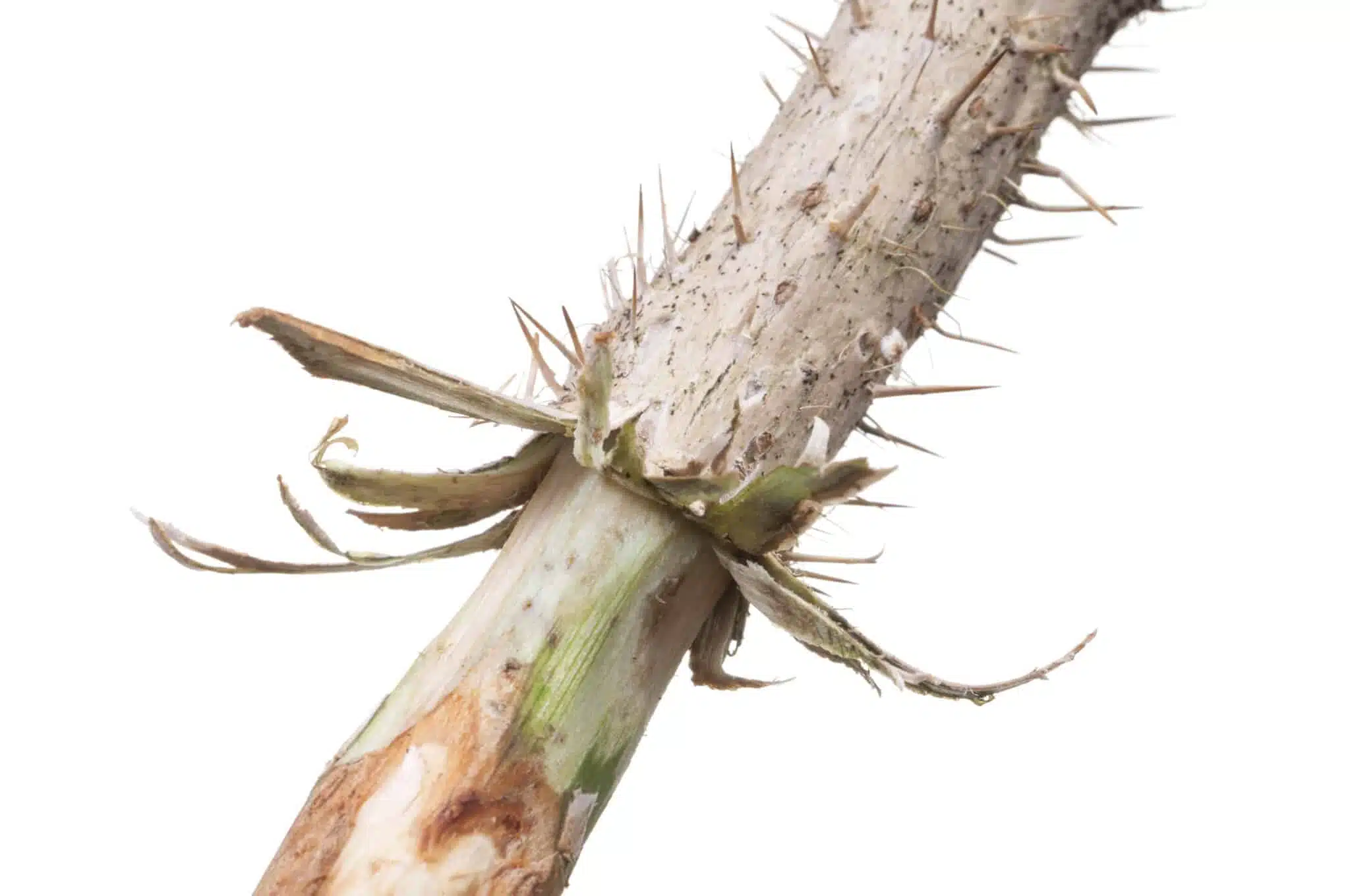 peeling back the bark on a devil's club root