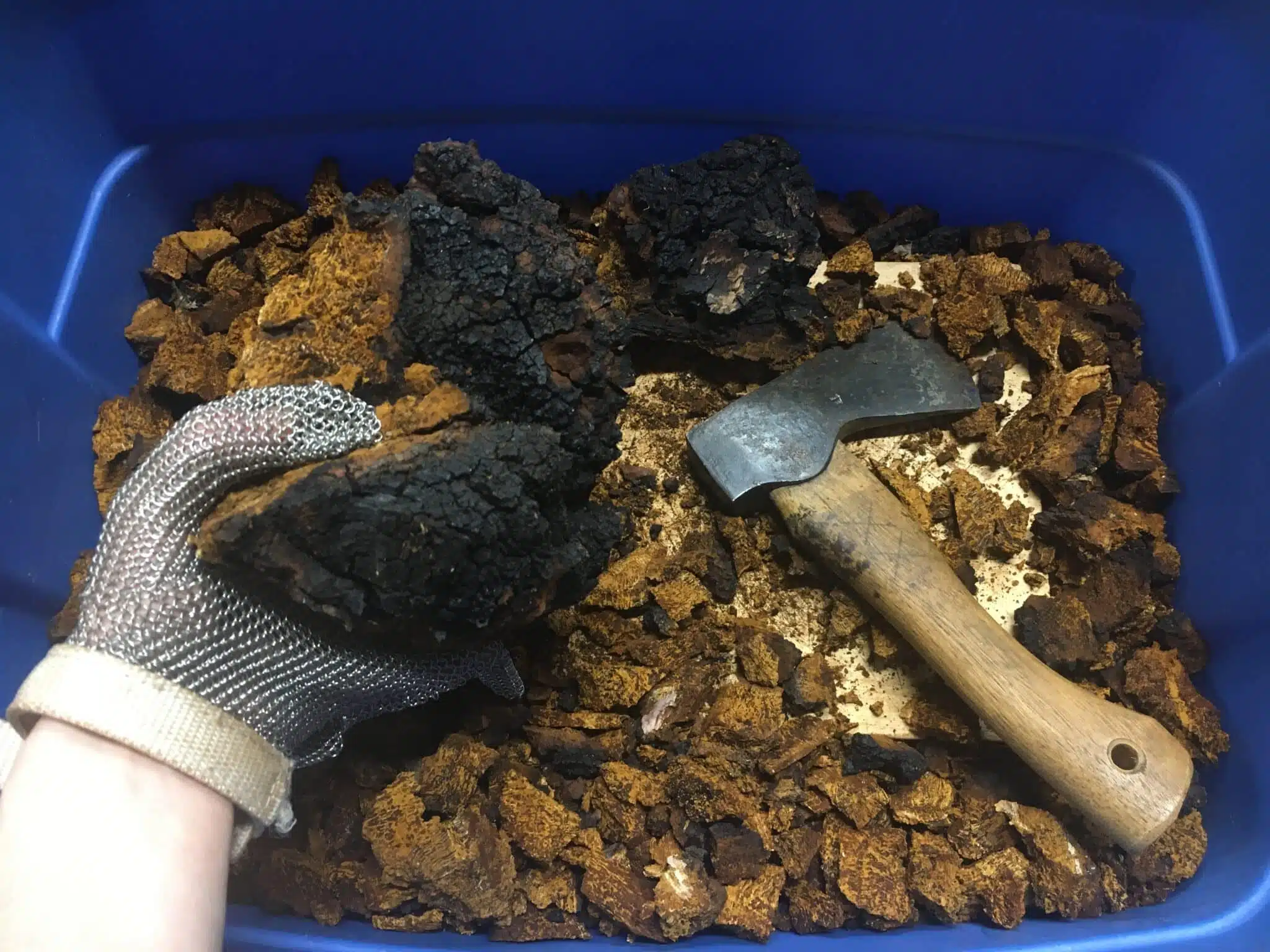 chopping chaga mushroom