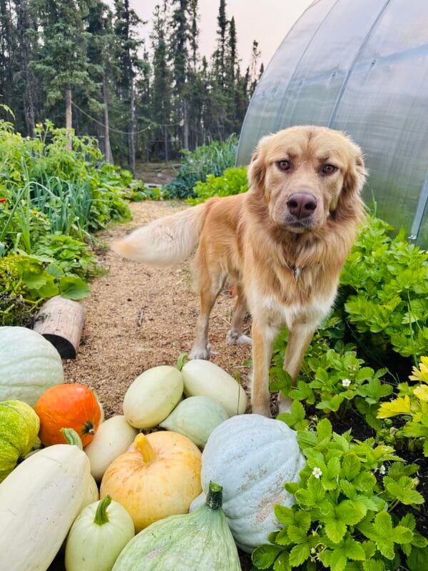 Fall Harvest Veggie Box - Image 2