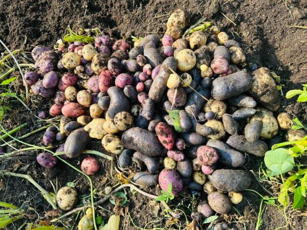 Fall Harvest Veggie Box - Image 7